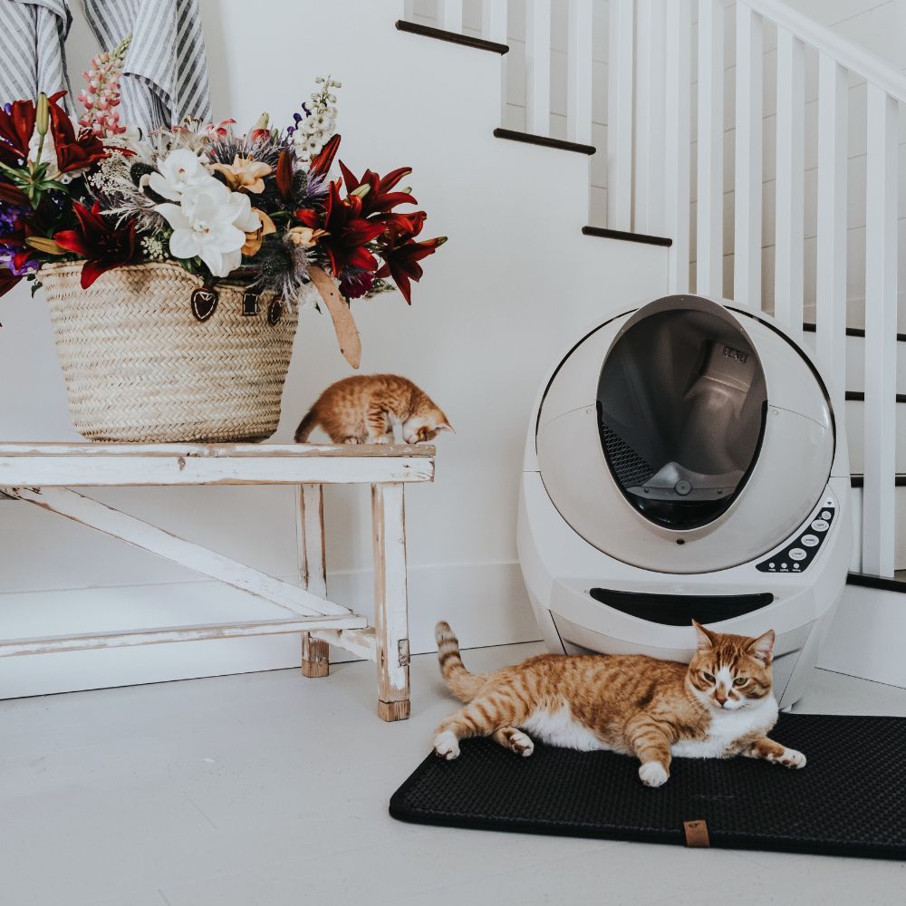 The Best Cat Litter Mat That Can Save You Time And Money We Have 5 Of