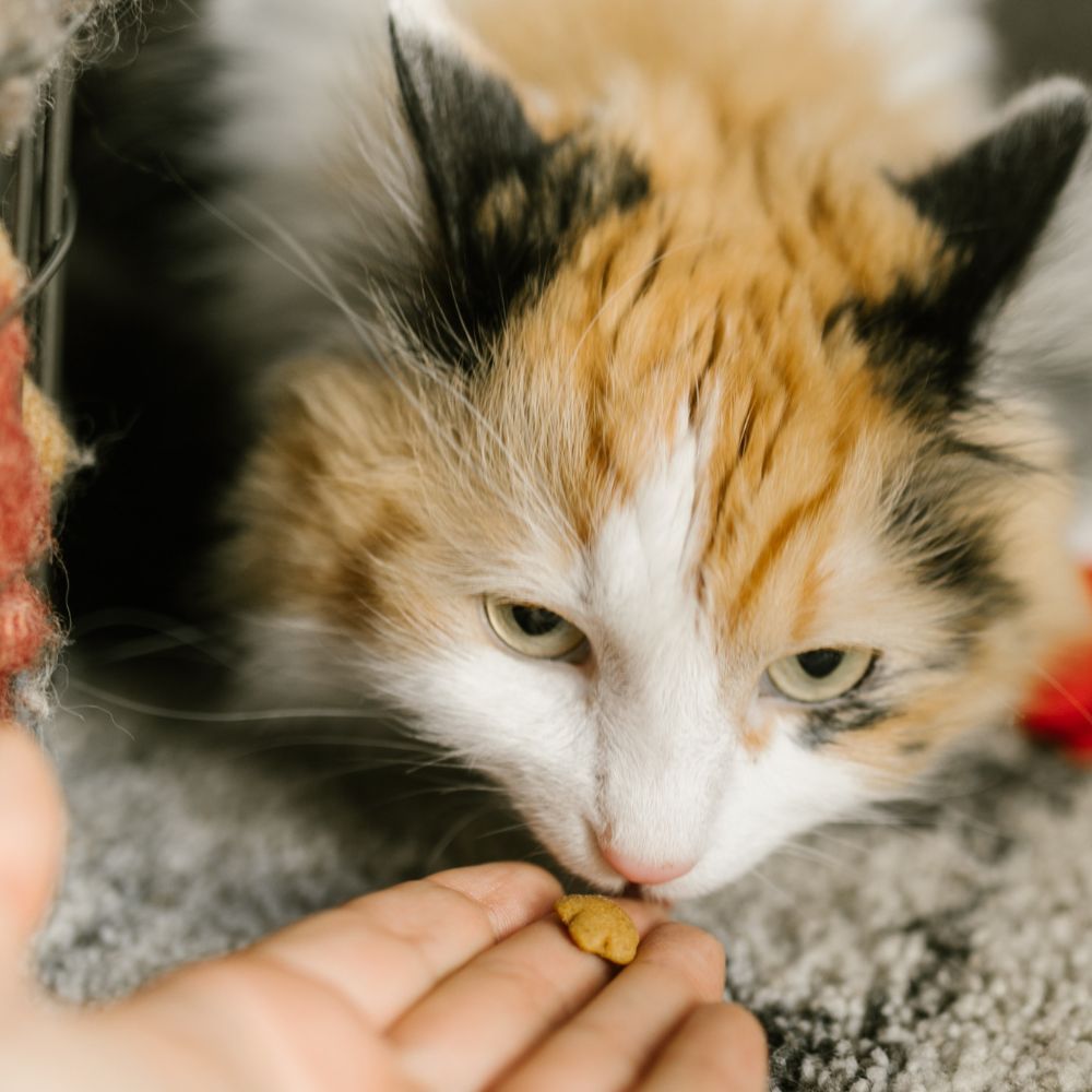 Give Your Cat The Best Cat Treats They Will Be Thanking You Later!