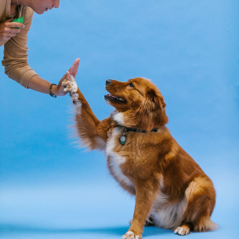 The Best Dog Training Book For Your Best Friend