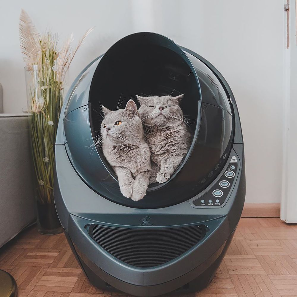 Get The Best Enclosed Cat Bed So That Your Loved Ones Will Feel Safe