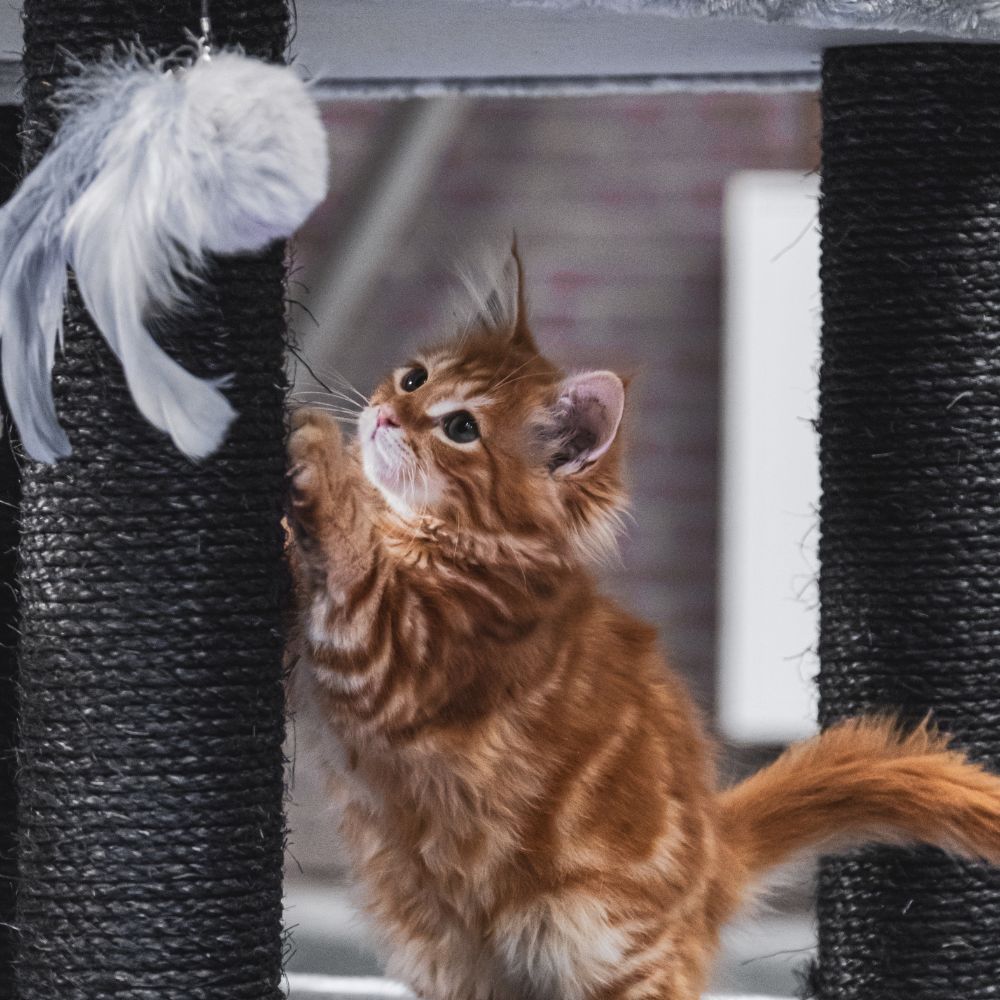 The Best Cat Scratching Post For Your Cat To Relieve Stress- We Can Tell You About 5 of Them