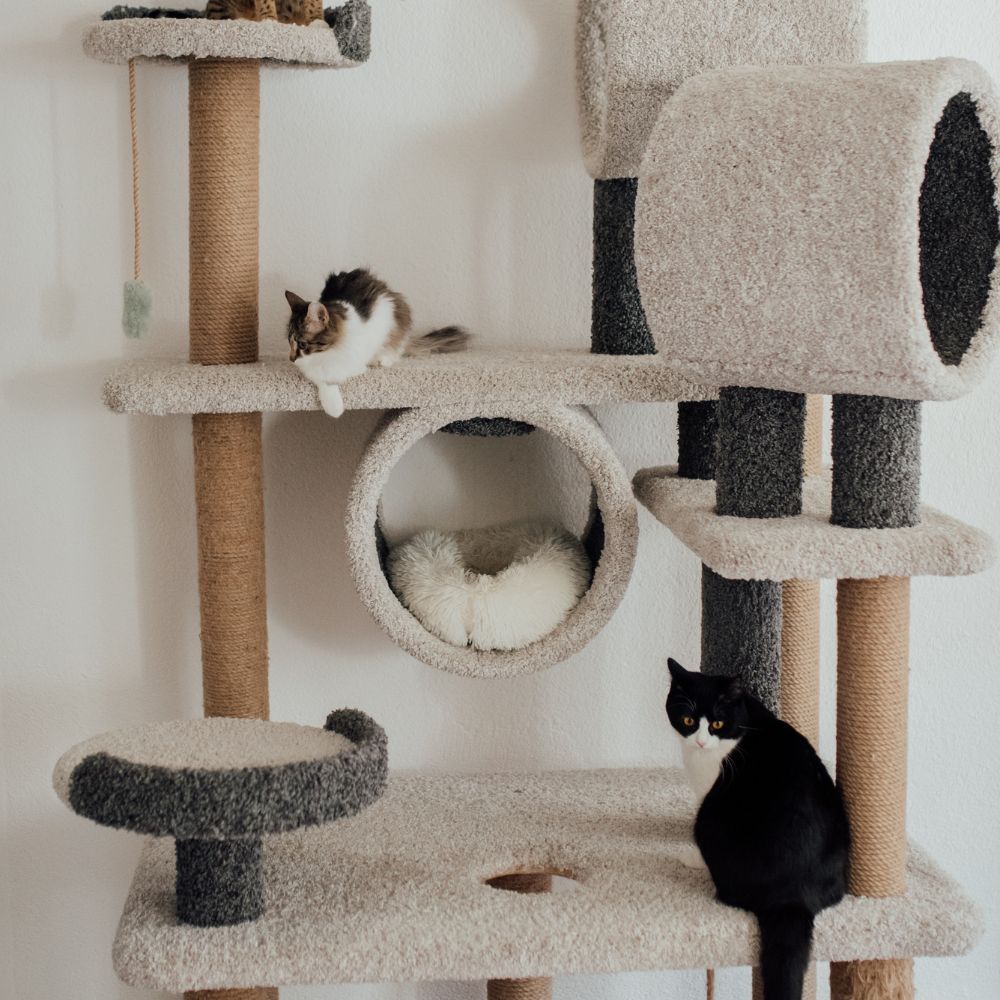 Bring The Best Cat Tree Into Your Home - Your Cat Will Be Happy And So Will You!