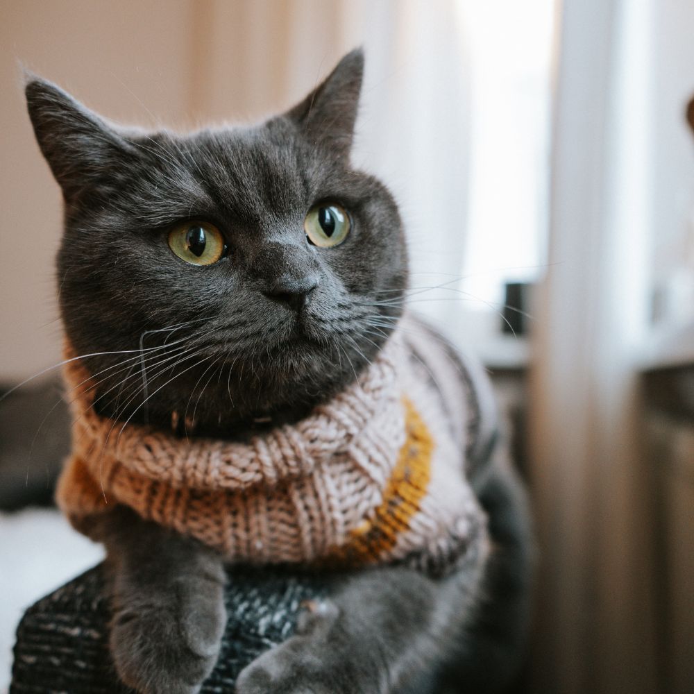 4 Cat Sweaters That Your Furry Friend Will Want You To Get So That They Can Stay Warm For The Fall And Winter