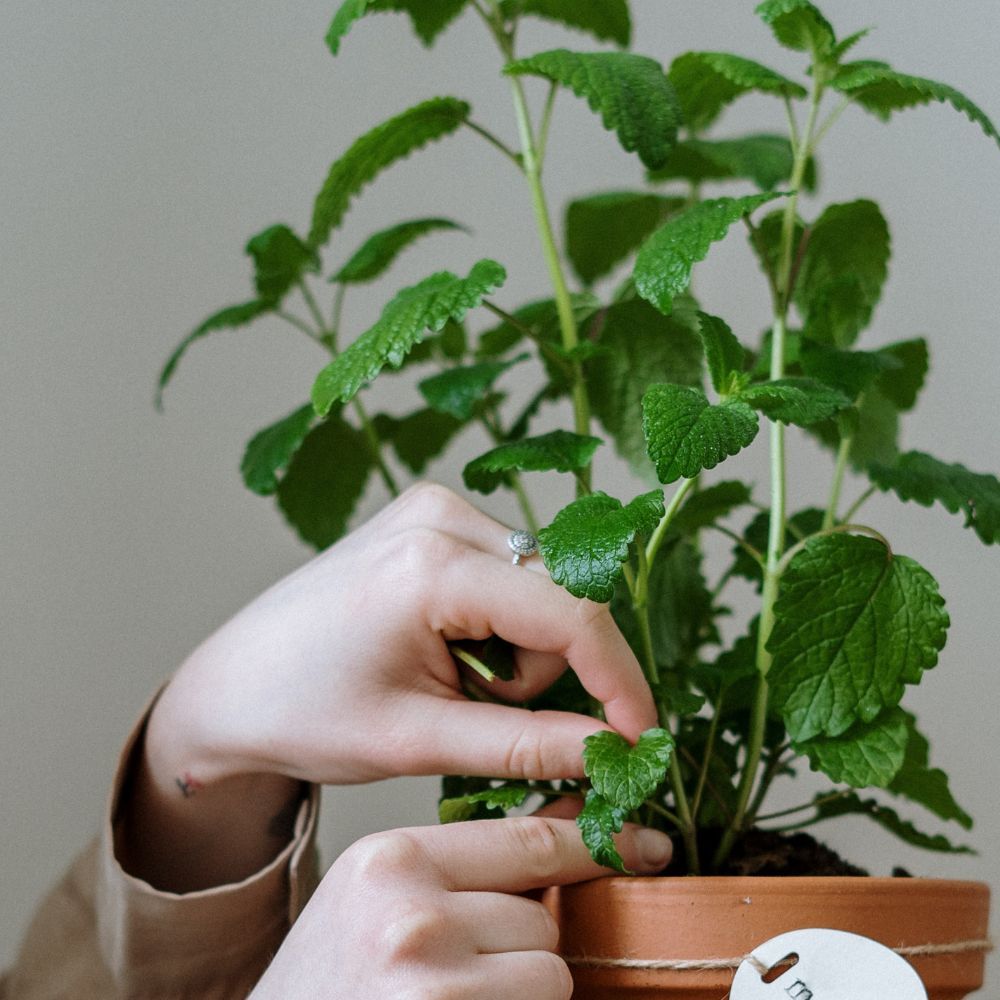 Grow A Catnip Plant For Your Cat To Help Make Them Healthy And To Keep Them Out Of Trouble