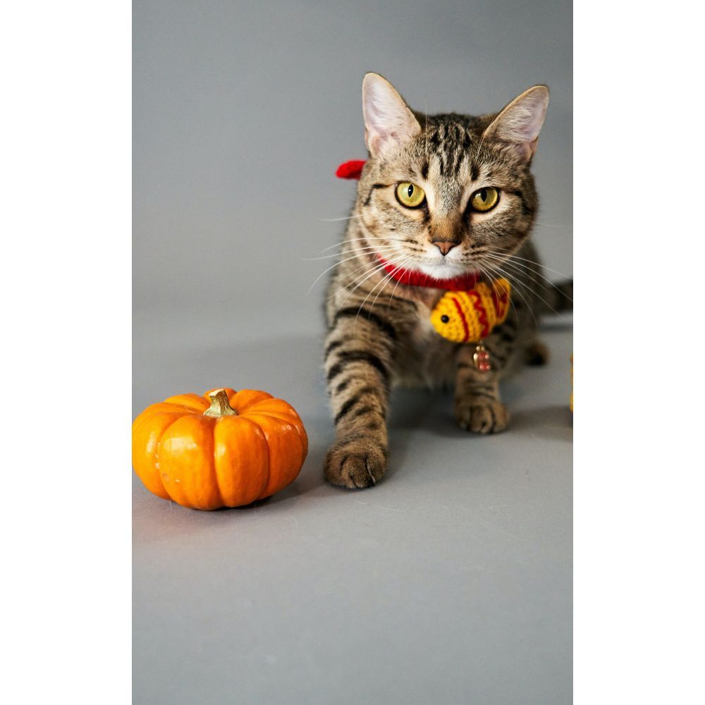 The 7 Best Halloween Cat Toys For Your Pet- Your Cat will Love #2