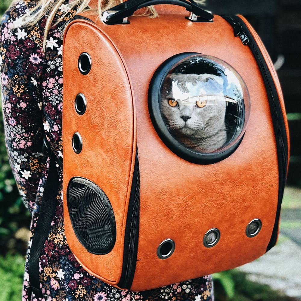 The Best Cat Carrier For You And Your Little Furry Child