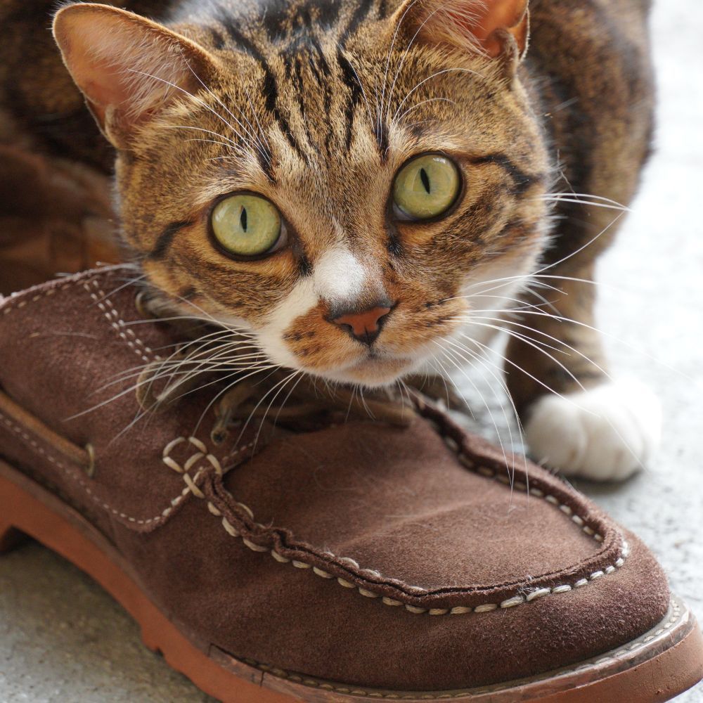 Protect Yourself And Your Pet With Cat Shoes