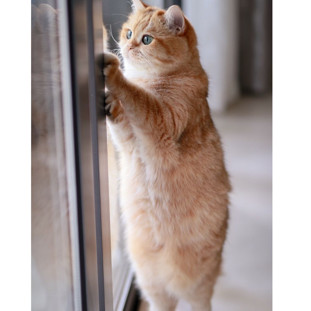 Unveiling the Premier Cat Door for a Seamless Blend of Convenience and Security!