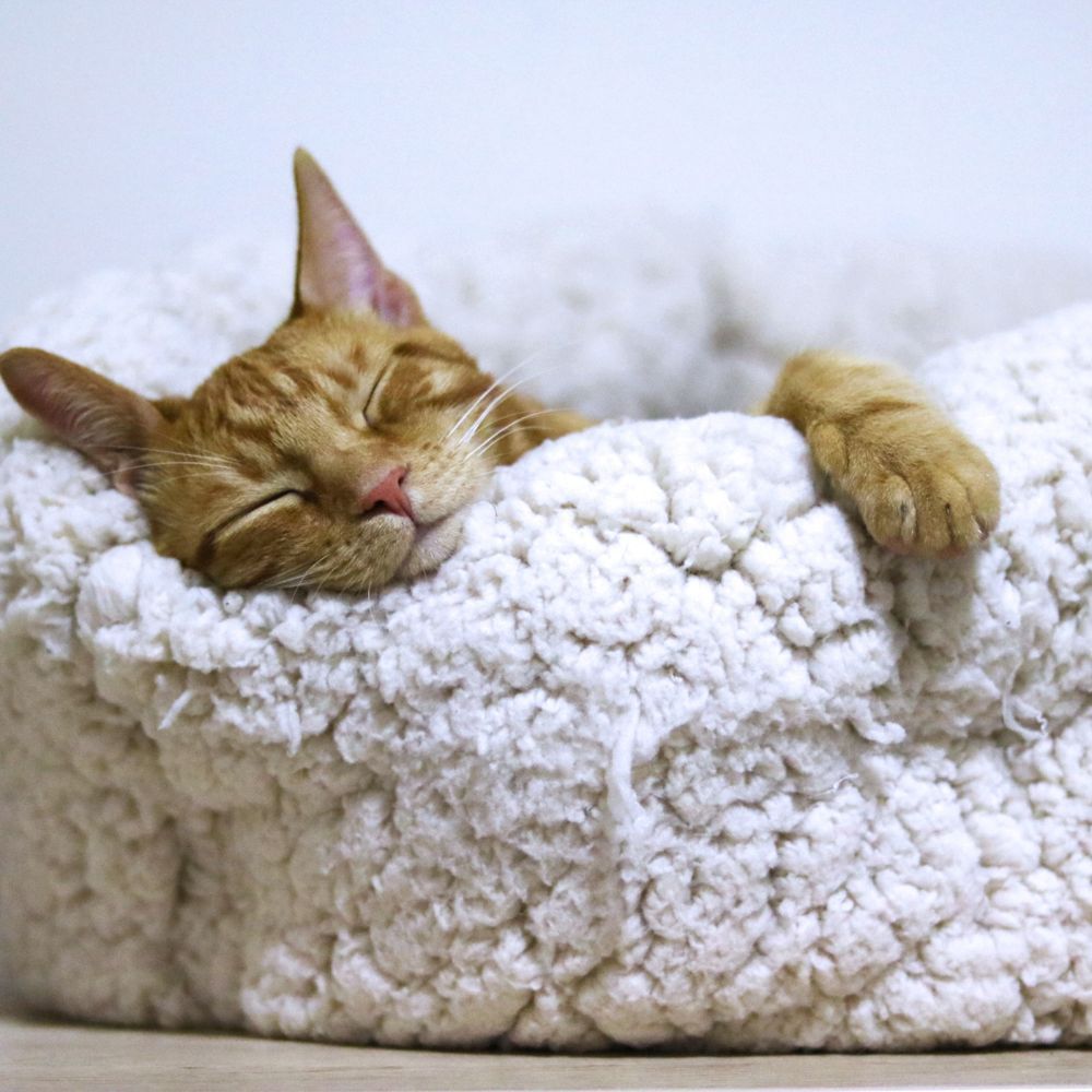 Get The Pinnacle of Comfort with the Best Cat Bed for Your Feline Companion!