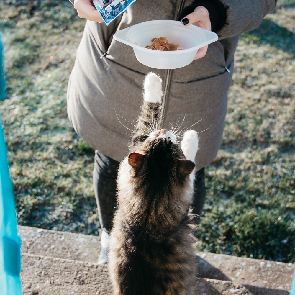 The Best Automatic Cat Feeder For Your Hungry Fur Babies- We Have 5 For You!