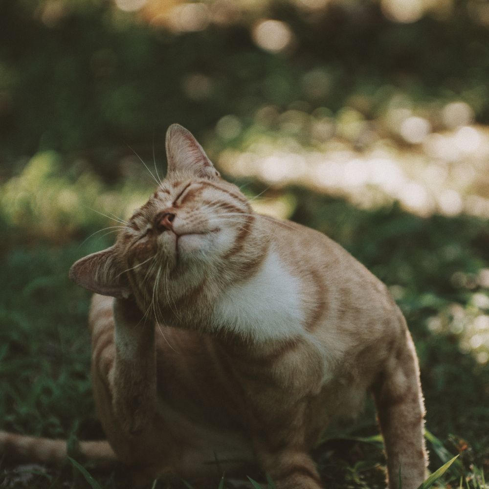 Give Your Cat The Best Ear Mite Relief- We Have 5 Products For You!