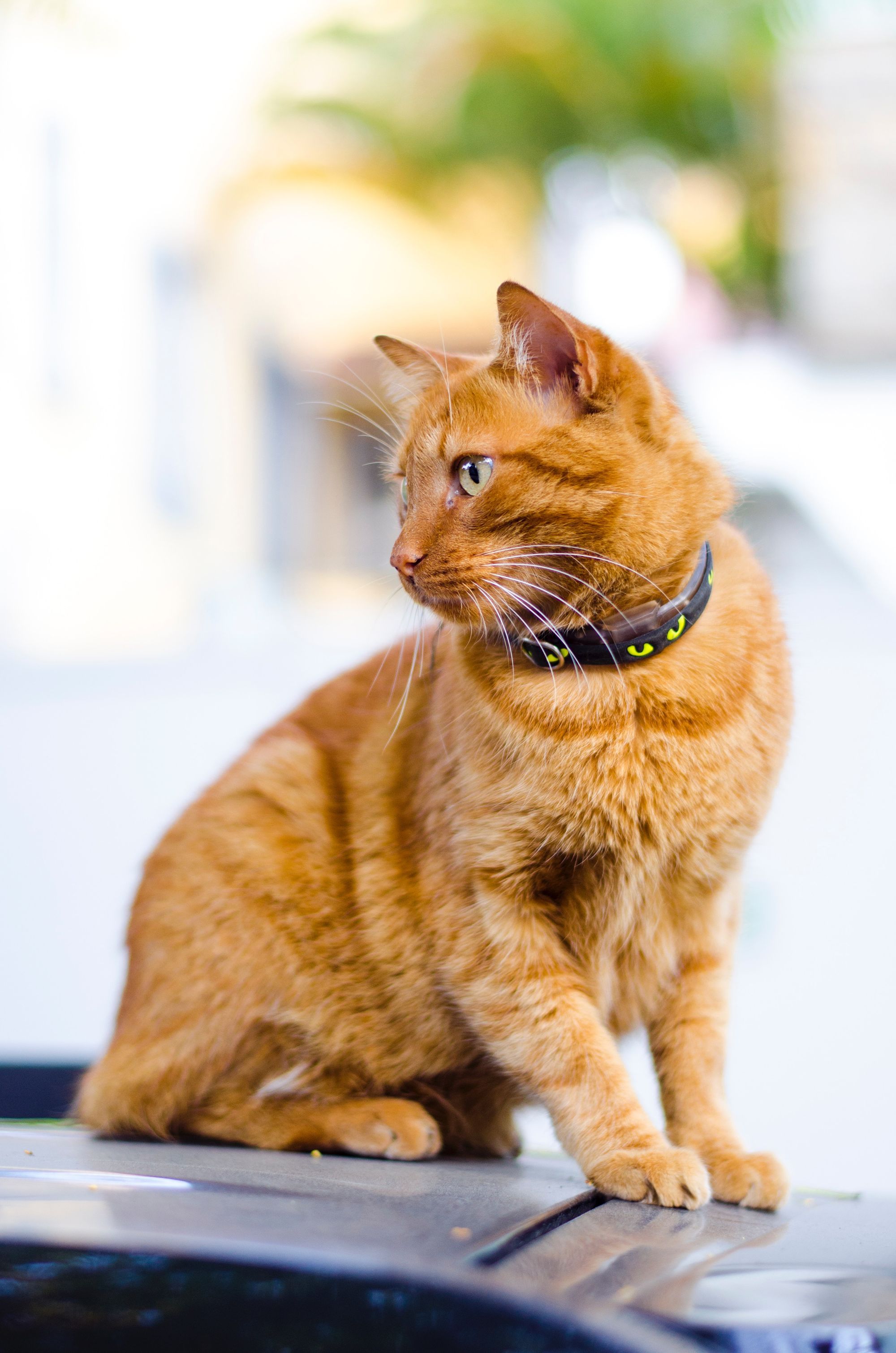 The Best Cat Flea Collar That Your Cat Will be Thanking You For-We Have 6 Of Them