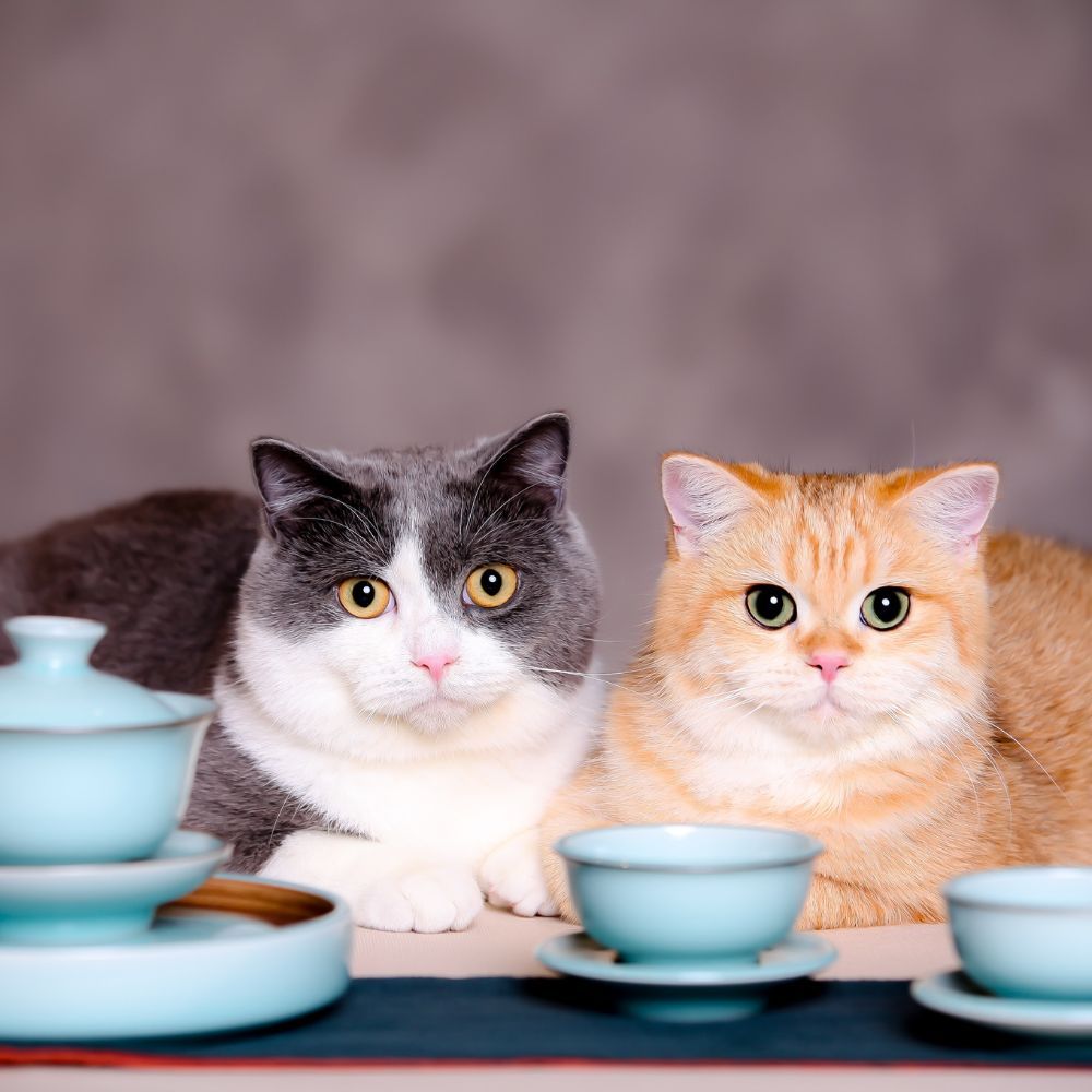 How Often To Change Your Pet's Bowls