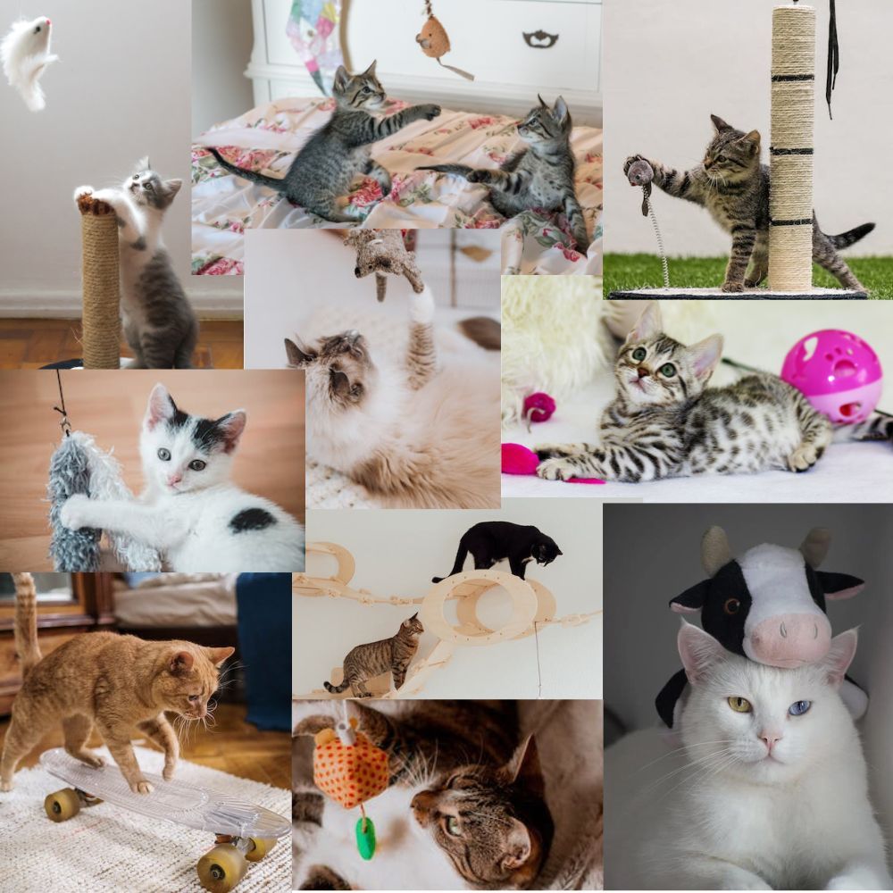 10 Cute Pictures of Cats Playing With Toys-Can You Make A Cat Toy?