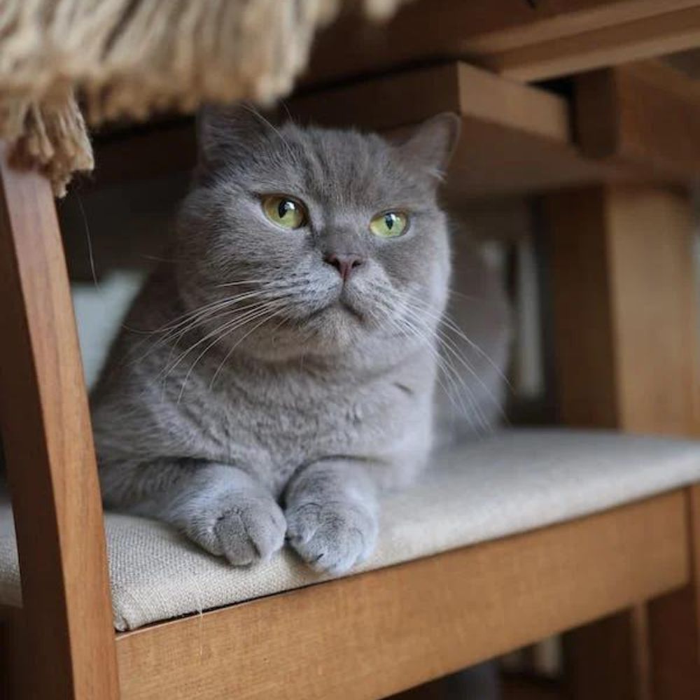 How to Make a DIY Cat Hammock Under Chair For Your Furry Friend!