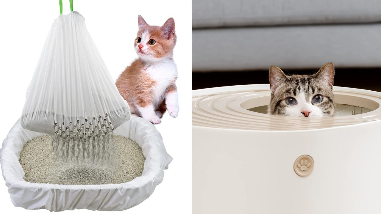 Do You Know What Size Litter Box Your Cat Should Have?