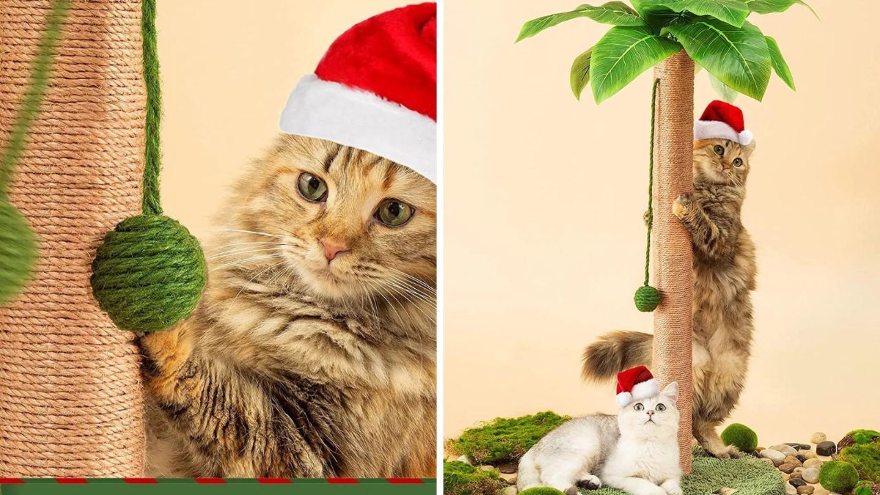 Purr-fect Christmas Gifts:  Gift Ideas Your Cat Will Love!