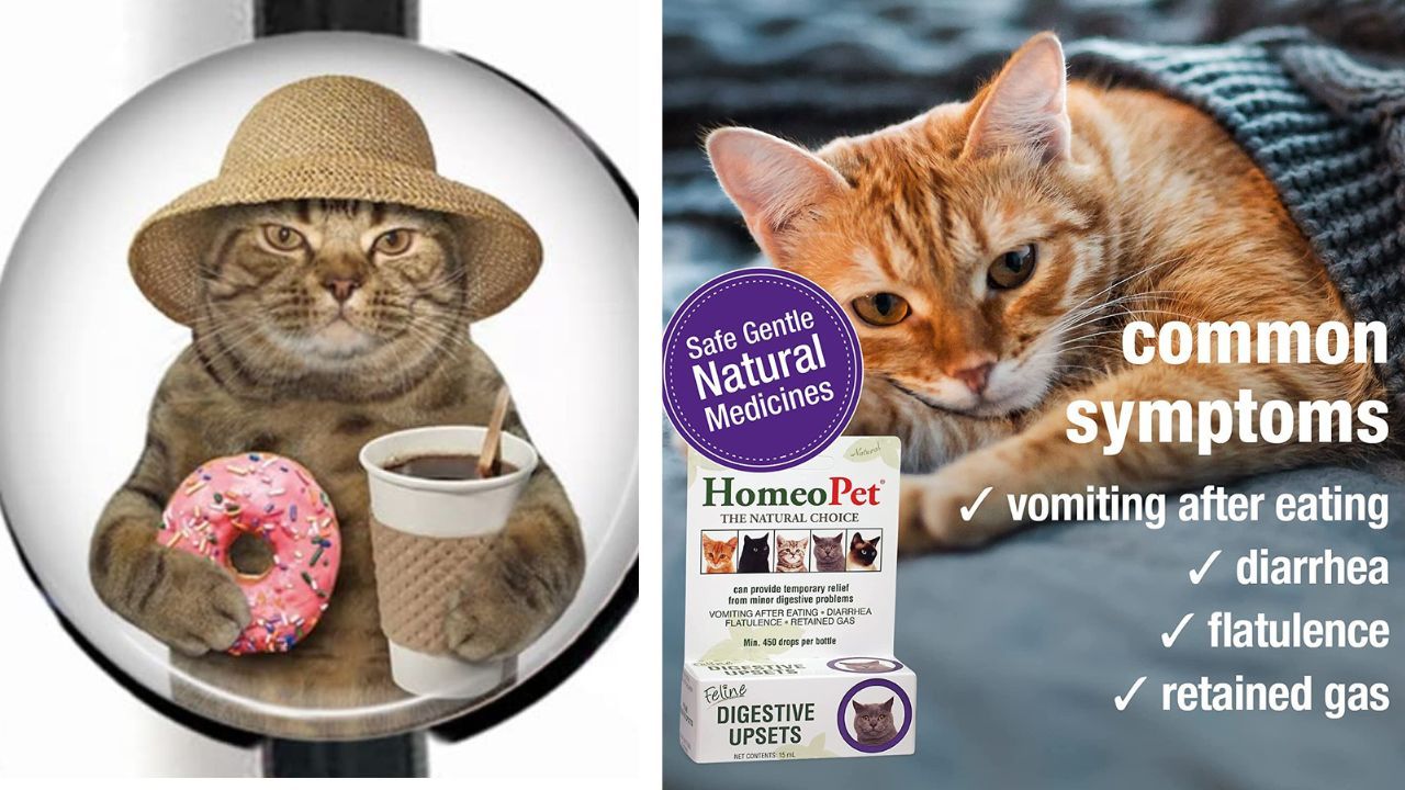 We Just Want To Know… Do Cats Need Probiotics?