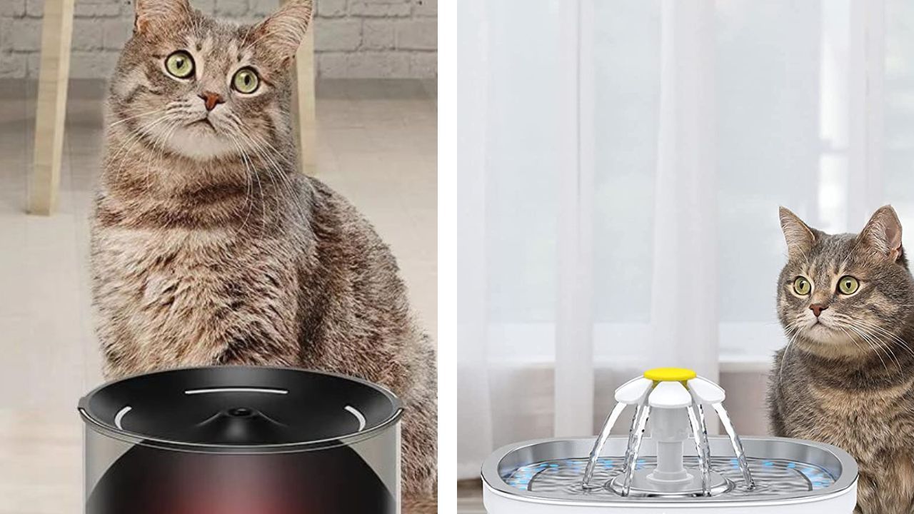 Don’t Wonder “How Often Should I Clean My Cat’s Water Fountain”- Read And Find Out!