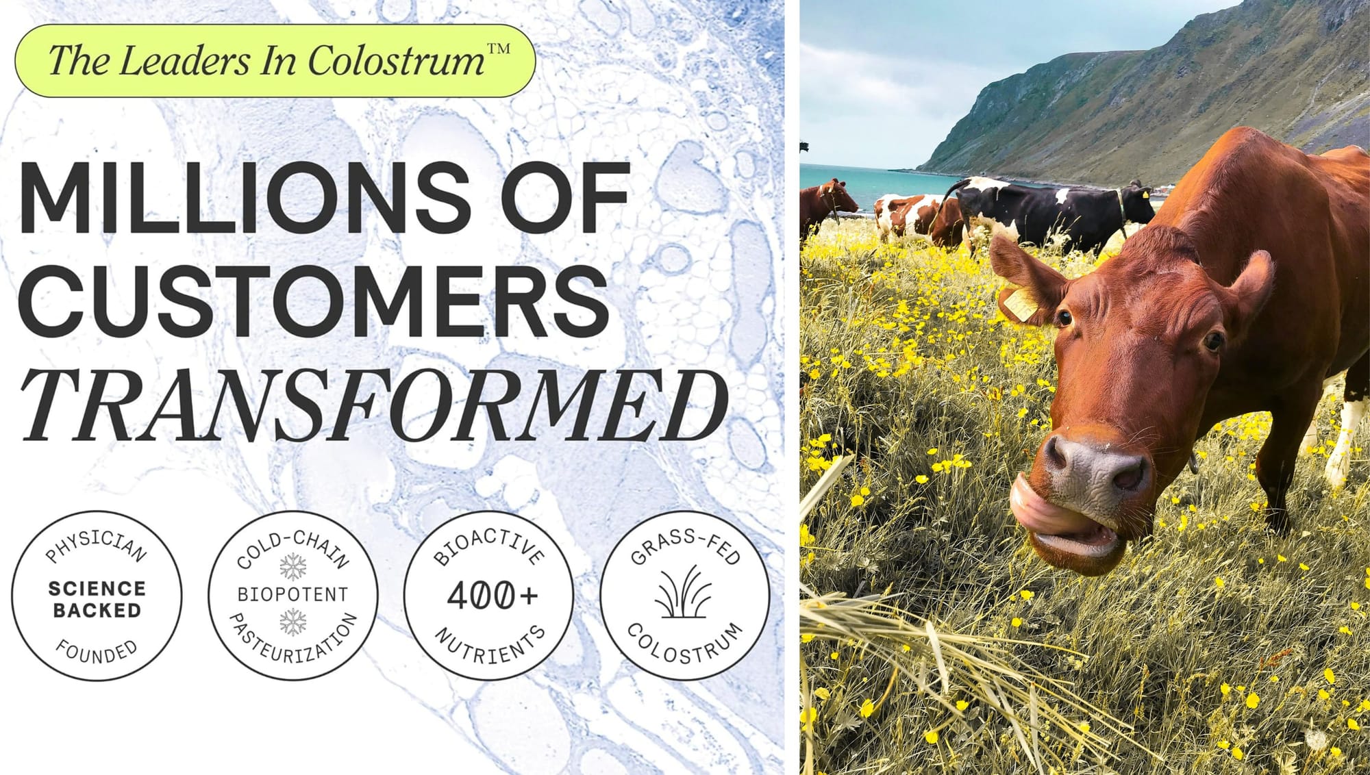 Unlock the power of colostrum supplements—a natural way to boost immunity, gut health, and recovery!