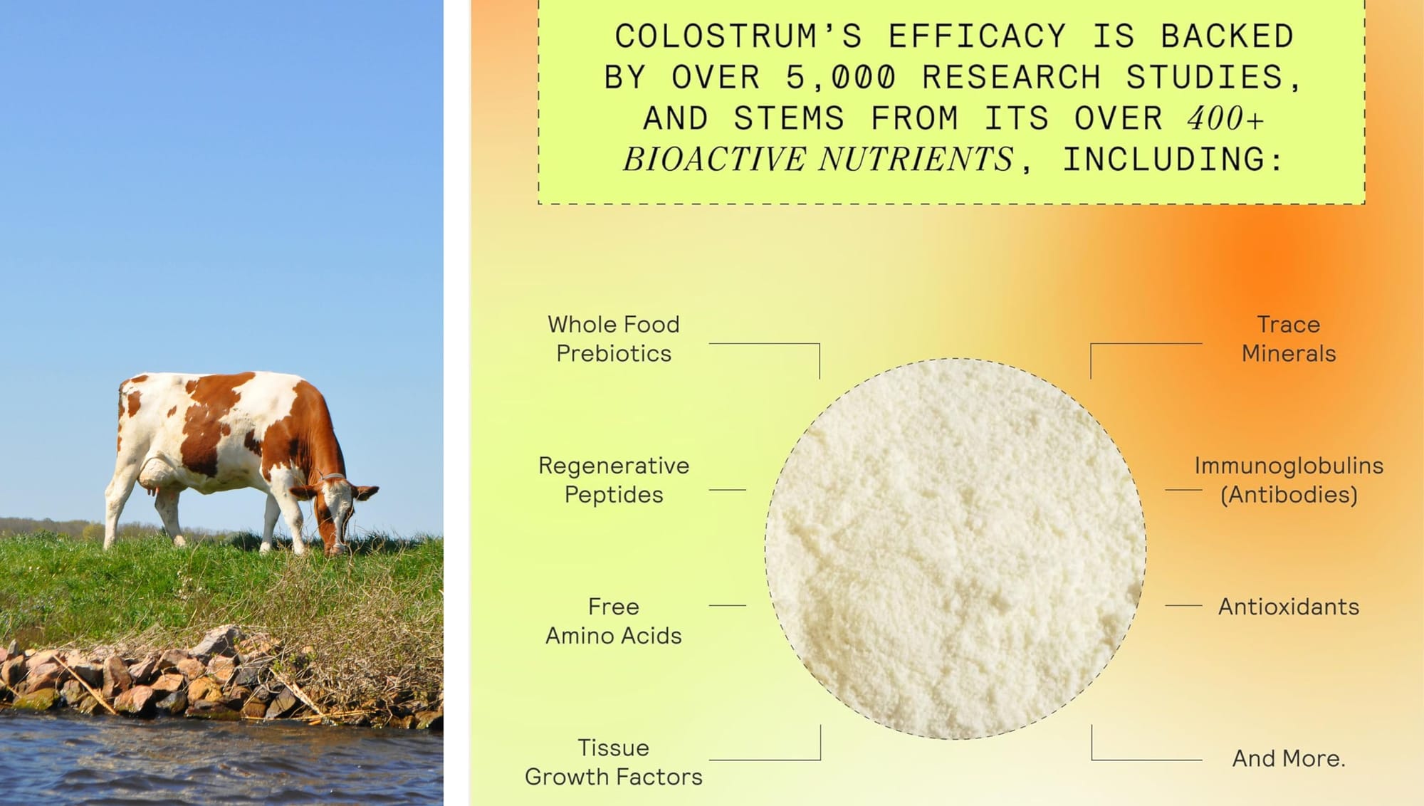 Choose colostrum supplements with purity, high immunoglobulin content, and third-party testing.