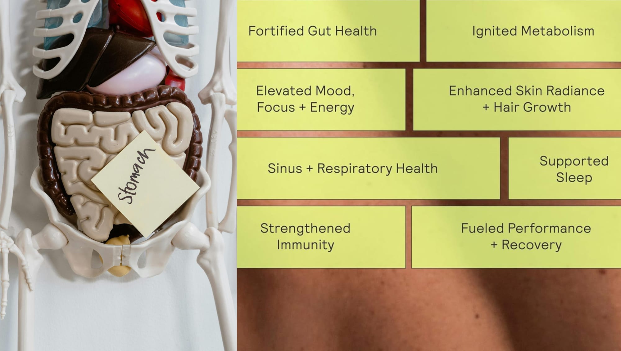 Colostrum supplements can support digestive health and help alleviate common digestive issues.