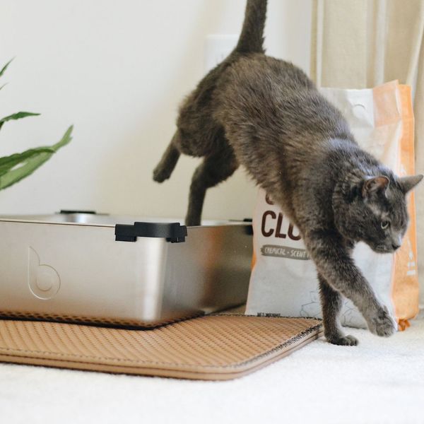 The Best Cat Litter For You and Your Loved One-Read On To Find Out Which One of The 10 You like The Most