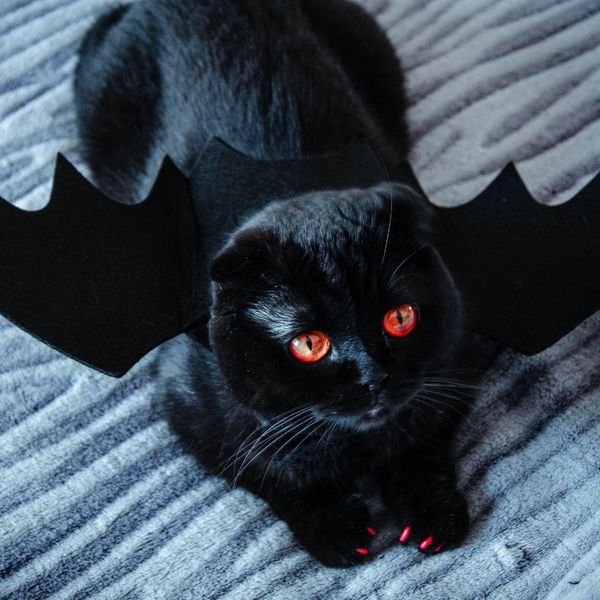 The 6 Best Cat Halloween Costumes, You Will Love #2!