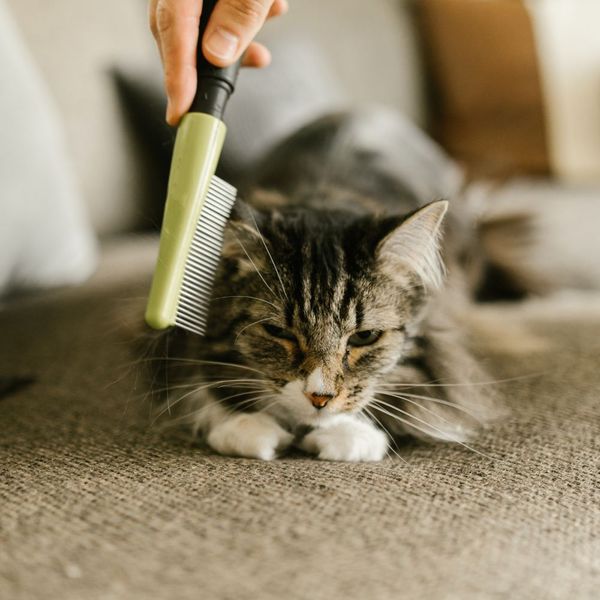 Get The Best Cat Hairbrush So That You Can Save Time And Money Grooming Your Cat-We Have 6 Of Them