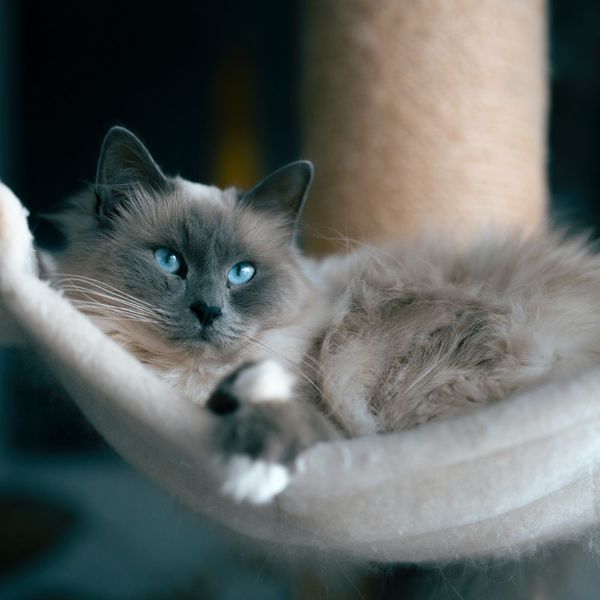 Get  A Cat Hammock So That Your Cat Will Have A Place To Hang Out- We Have 5 For You!