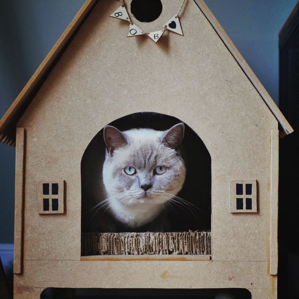 Pamper Your Purr-fect Pal: Discover the Ultimate Cat House for Unmatched Comfort and Play!