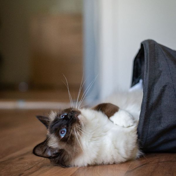 Why Your Feline Friend Should Have The Best Cat Tunnel- We Have 4 For You!