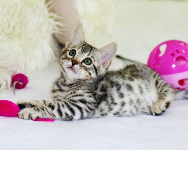 Rolling into Playtime: Unlock the Fun with the Best Cat Ball Exerciser for Active Feline Friends!