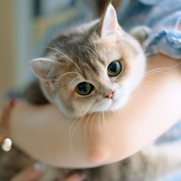 The Best UTI Medication For Your Beloved Feline- We Have 3 Products For You!