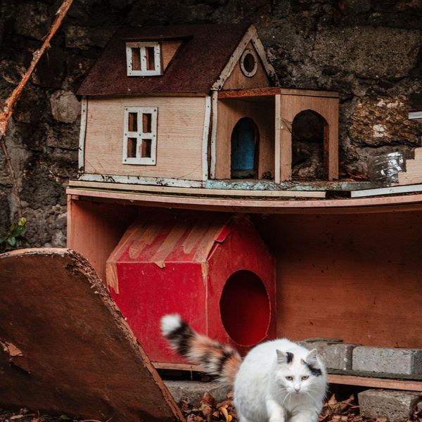 How To Make An Outdoor Cat House