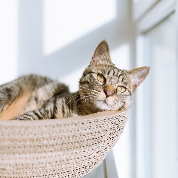 DIY Cat Shelf Hammock