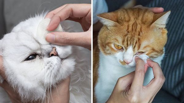 How To Get Rid Of Tear Stains For A Persian Or Light Colored Cat