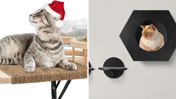 See Why Cat Furniture Makes Great Cat Gifts- Especially For Your Feline Loved One!