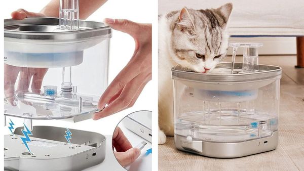 How Do Cat Water Fountains Work And Are They Safe For Your Special Loved Ones?