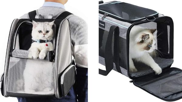 This Purrfectly Controversial Debate: Are Cat Backpacks Actually Cruel (or Even Safe) For Your Feline Friend?