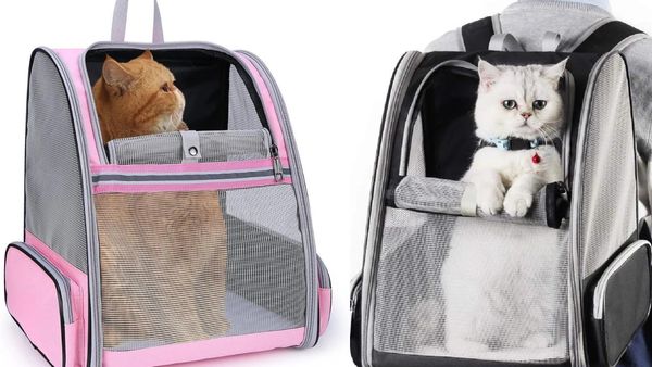 What Happens When You Put a Cat in a Cat Backpack? You Won't Believe the Results!