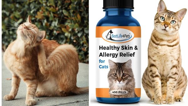 The 5 Best Allergy Medications for Your Special Feline Companion