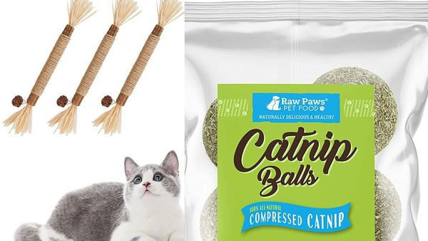 Kitty Playtime Just Got Way More Delicious: The 5 Best Edible Cat Toys