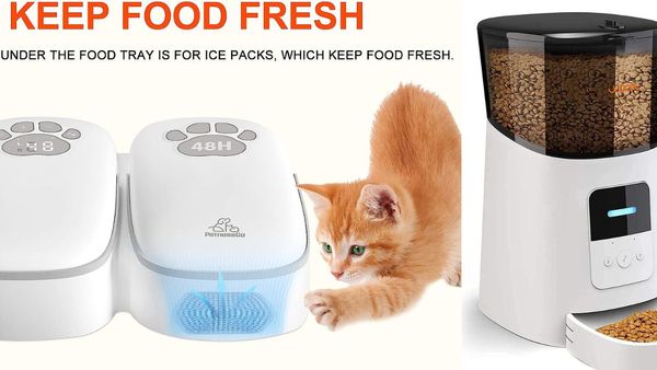 Redefine Pet Care Making Feeding Time An Unforgettable And Delightful Experience!